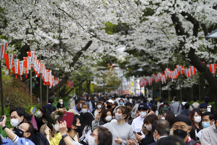 Japan's cherry blossoms see earliest bloom in 1,200 years as