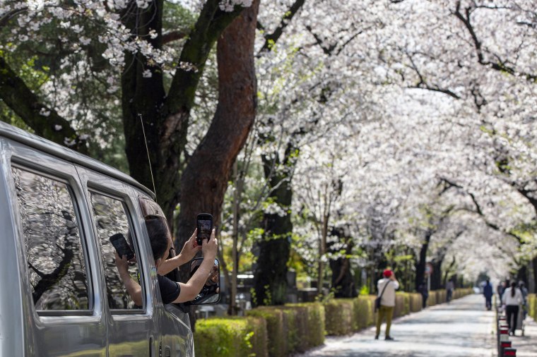 Image: A motorist stops his vehicle on a street to take a picture under a canopy of cherry blossoms