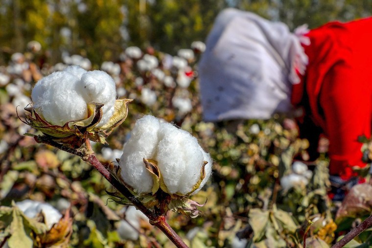 Image: A farmer picks cotton in a field in Hami, China