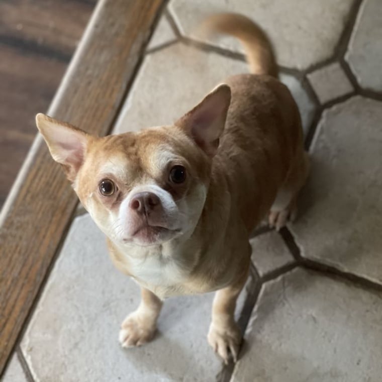 demonic chihuahua adoption