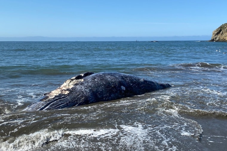 Image: Gray whales