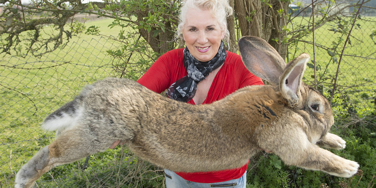 Pet breeder Annette Edwards from Worcestershire, England, holds Darius, her pet Continental Giant rabbit, in 2015. He was reported missing this weekend.
