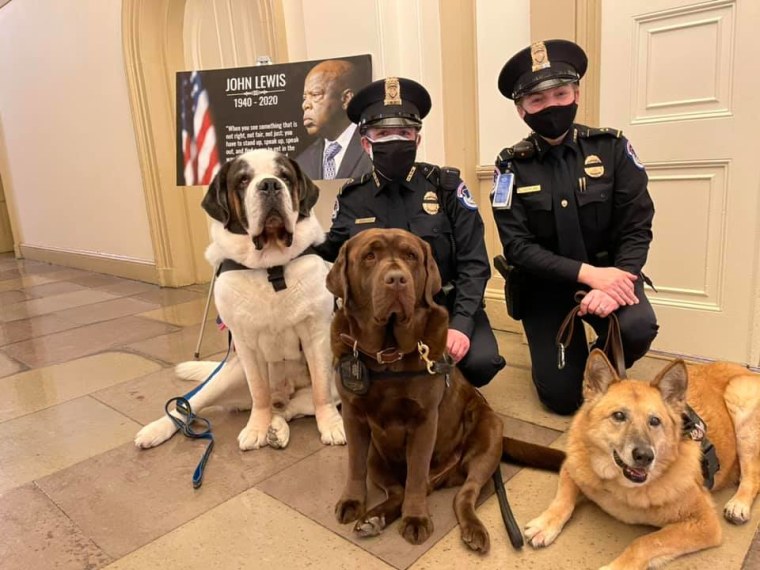 Officer Clarence and other comfort dogs at the U.S. Capitol