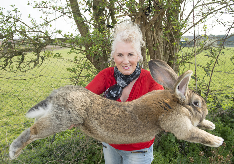 Image: Breeder Annette Edwards from Stoulton in Worcestershire holds Darius, a giant rabbit
