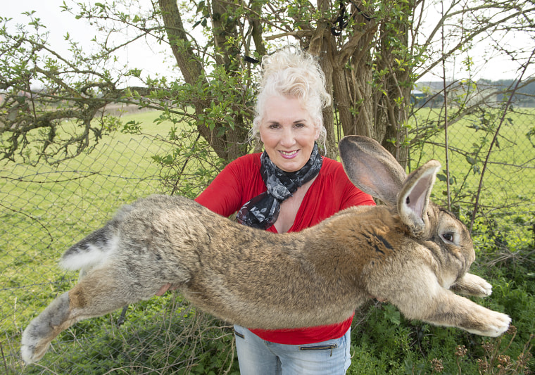 Image: Rabbit breeder Annette Edwards holds Darius, father of the bunny that died on a United Airlines flight