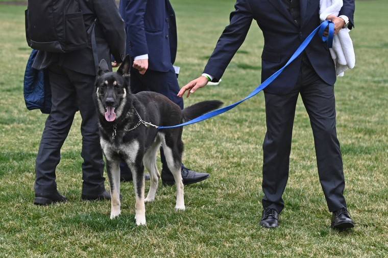 Image: A handler walks Major, one of President Joe Biden and first lady Jill Biden's dogs, on the South Lawn of the White House on March 31, 2021.