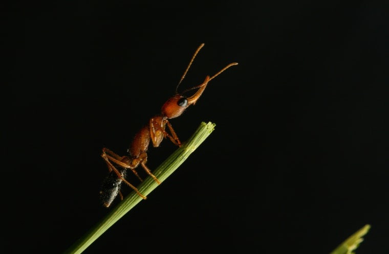 Jumping ant (Harpegnathos saltator)