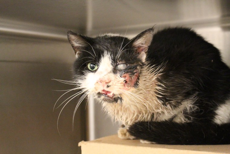 Heartbroken cat spends YEAR living by dead owner's grave - World