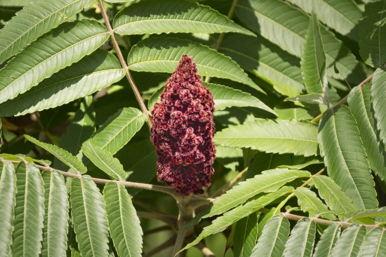 Sumac Bloom