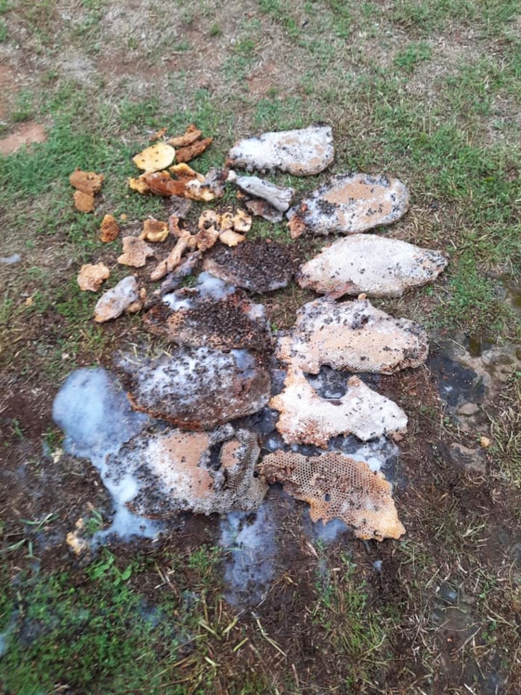 Multiple layers of cone laid out and later placed in bags and removed by beekeeper Joey Venekamp in Stephens County, Texas, on April 26, 2021.