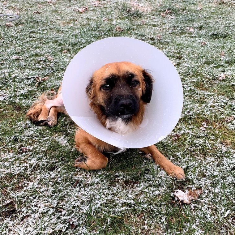 Wags was a trooper after he had to wear a cone following each of his surgeries.