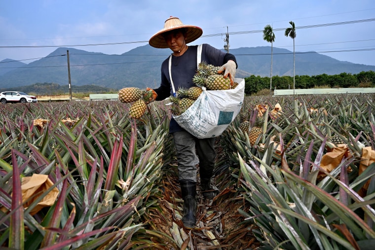 Image: A farmer harvesting pineapples in Pingtung county in Taiwan