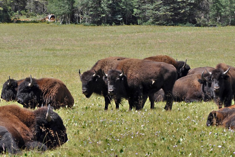 Image: Bison in the national forest adjacent to the Grand Canyon in Northern Arizona.