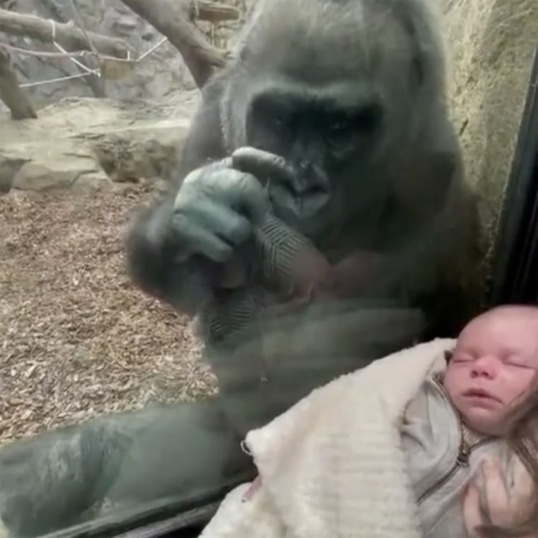 Kiki the gorilla stares at baby boy through zoo exhibit glass