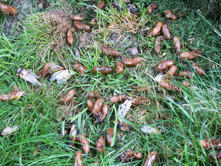 Cicadas Emerge in Eastern USA