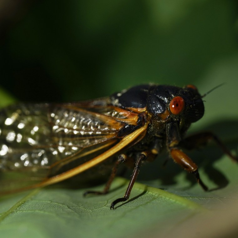 For recently emerged cicadas, it's all about the romance. 