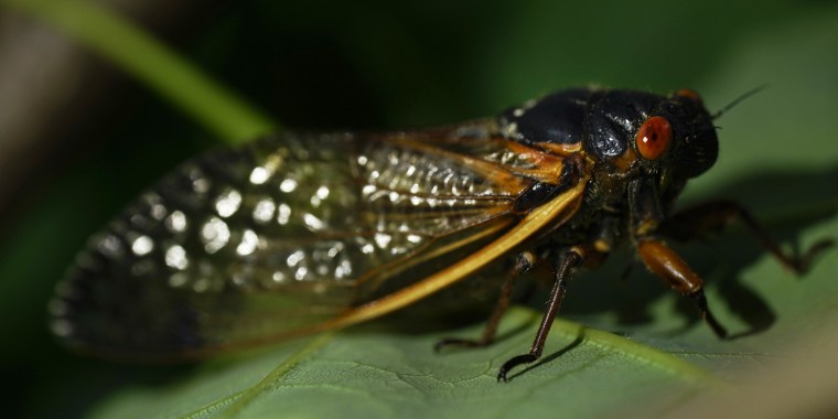 The Brood X cicadas, as the group swarming parts of the Eastern U.S. is known, emerge from the ground every 17 years.