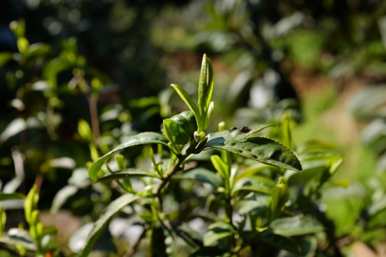 Similarly to any fine wine coming from grapes, different varieties of Chinese teas all come from one plant, the Camellia sinensis.