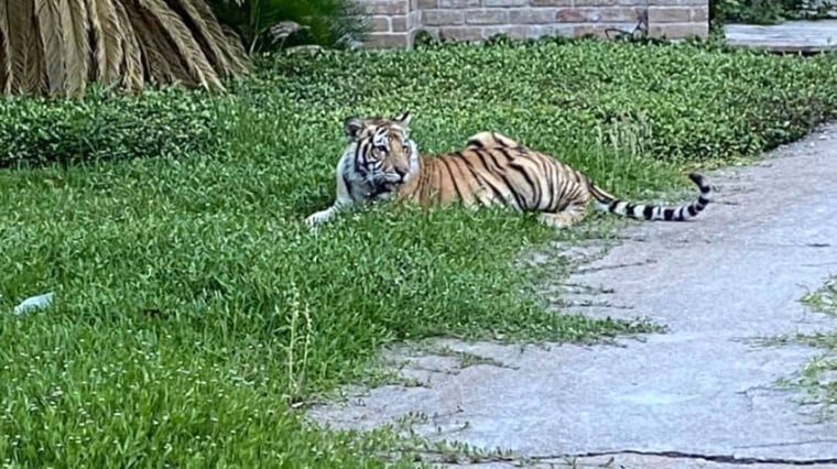 Image: A tiger rests on grass near a sidewalk in a neighborhood in Houston.