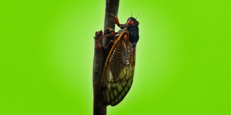 Photo illustration of a Brood X cicada on a stem of a plant.