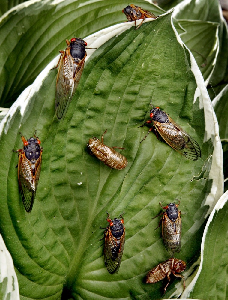 Image: Cicadas in Annandale, Va., in 2004.