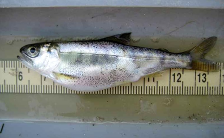 Image: Jucenile Chinook Salmon