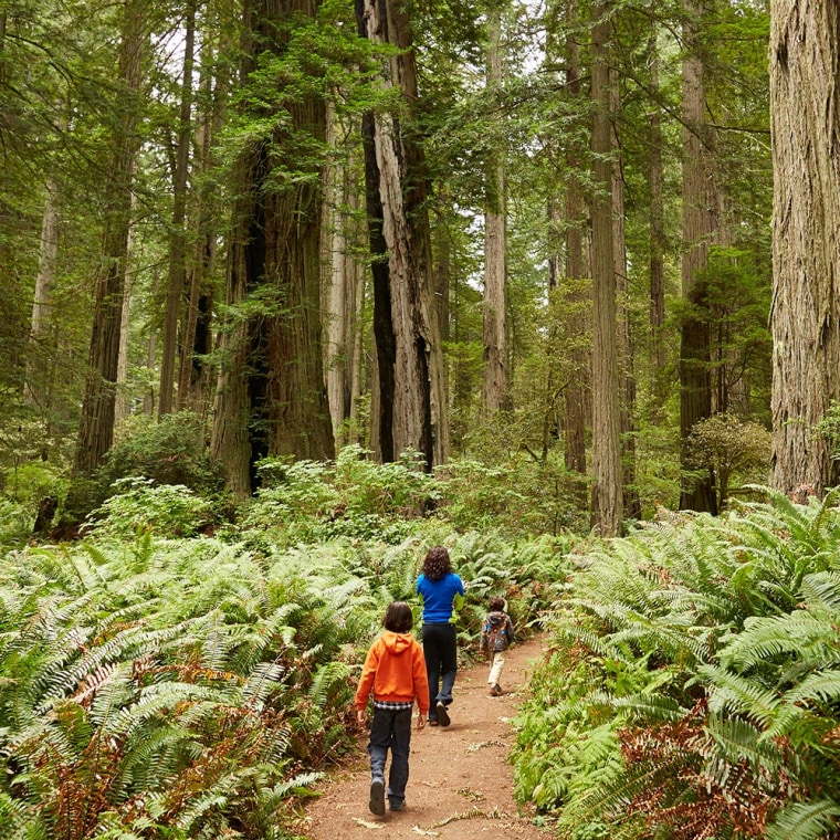 Children in the Redwood Forrest in California