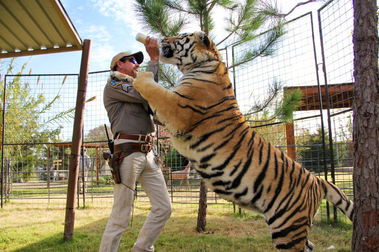 Take a Safe Tiger Selfie From Home? Here's How