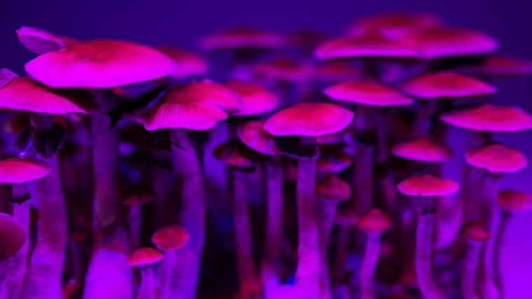 Image: Psilocybin mushrooms