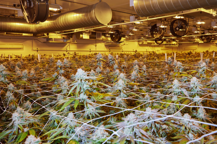 Image: A cannabis grow room