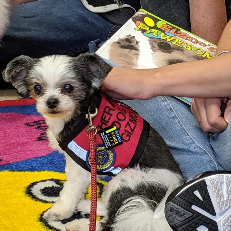 Gizmo the therapy dog is the face of a new kids' mental health curriculum