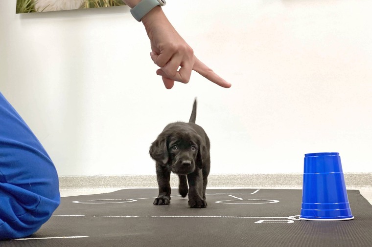 An 8-week-old black retriever puppy participates in the pointing task.