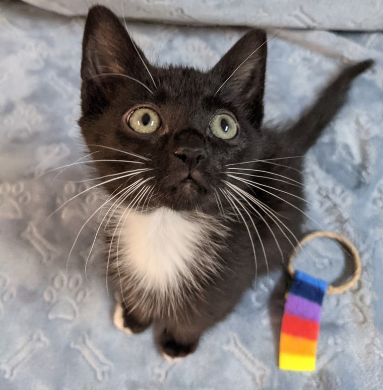 Stall describes Al Roker the kitten as "super affectionate and sweet."