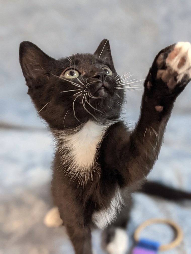 Al is a fan of wand toys and other cats.