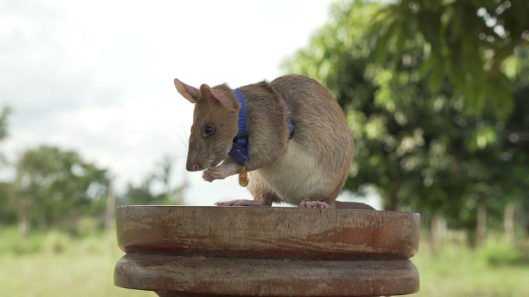 Image: FILES-CAMBODIA-LANDMINES-ANIMAL-RAT-OFFBEAT