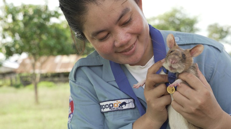 Magawa, an African giant pouched rat, wearing his gold medal received from PDSA for his work in detecting landmines, in Siem Reap September 25, 2020.