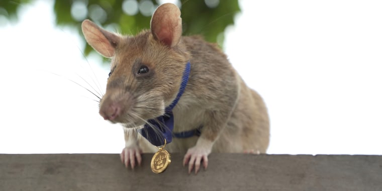 Magawa, an African giant pouched rat, wearing his gold medal received from PDSA for his work in detecting landmines, in Siem Reap.