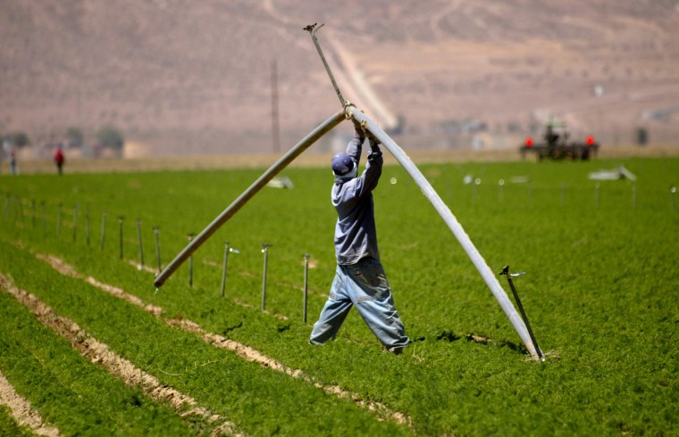 A Grimmway Farms employee moves a water pipe at one of their carrot farms in the Antelope Valley near Lancaster, Calif., in 2004.