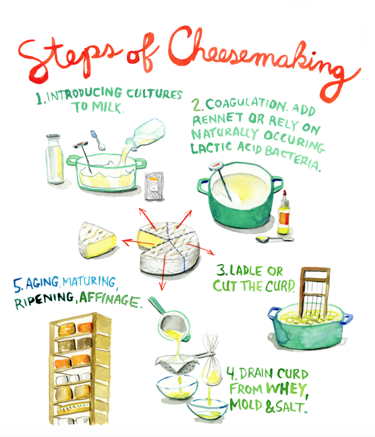 Cheesemaking can be broken down into five steps.