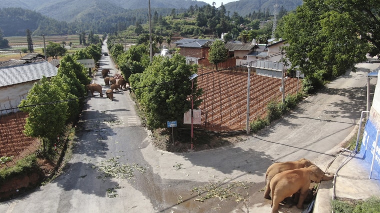 Image: A migrating herd of elephants roam through a neighborhood near the Shuanghe Township, Jinning District of Kunming city in southwestern China's Yunnan Province,