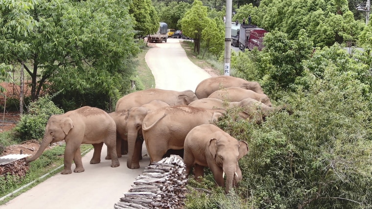 Image: A migrating herd of elephants roam through a neighborhood near the Shuanghe Township, Jinning District of Kunming city in southwestern China's Yunnan Province