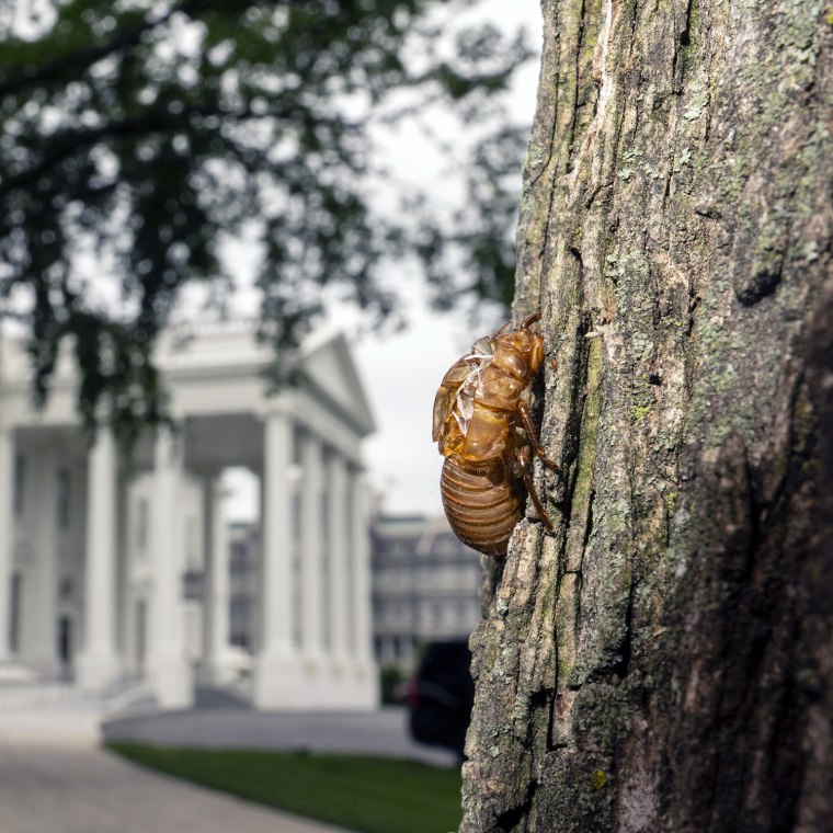 Image: A cicada shell at the White House