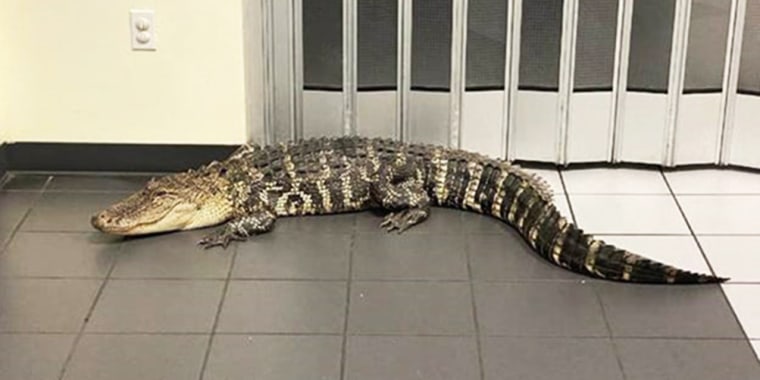 A 7-foot gator was found in a post office in Spring Hill, Fla., on June 9, 2021.