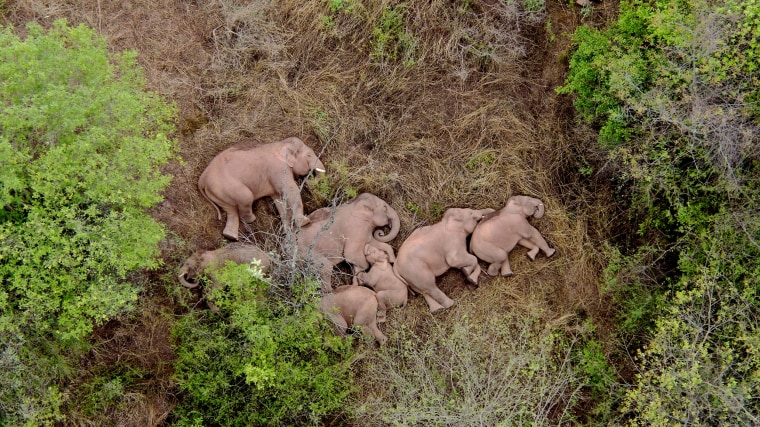 Image: Wild Asian elephants lie on the ground and rest in Jinning district of Kunming