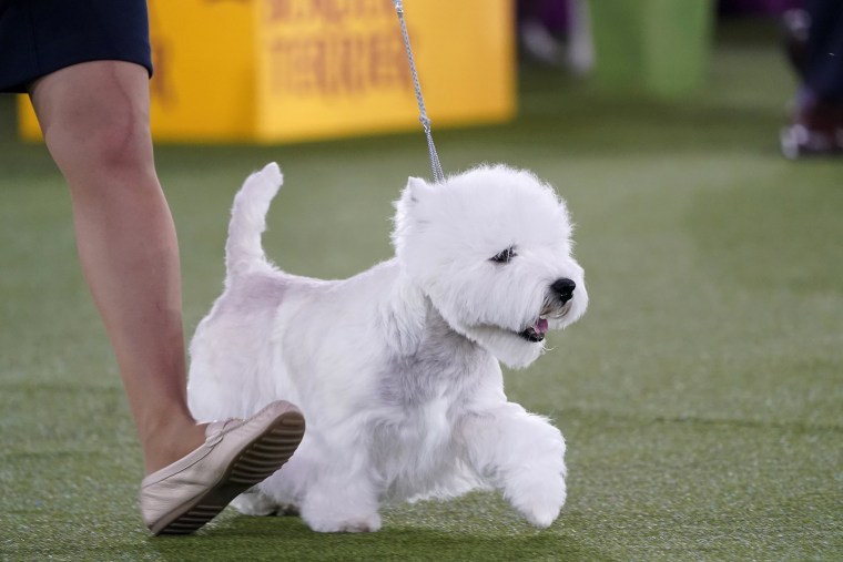 A West Highland white terrier named Boy