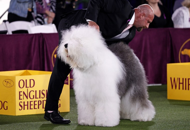 Connor the Old English Sheepdog