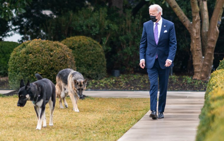 President Joe Biden walks with his dogs Major and Champ
