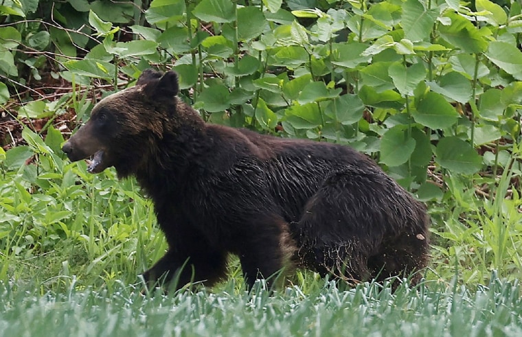 Image: A brown bear that is on the loose in Sapporo, Hokkaido prefecture, Japan