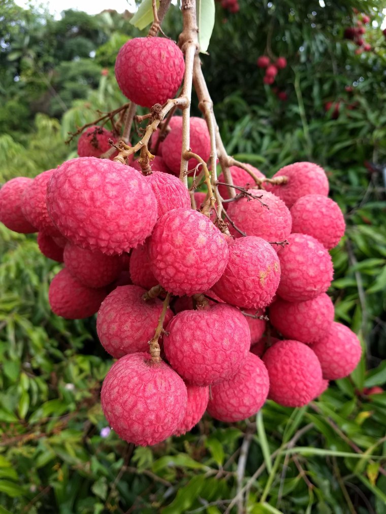 Ripe Kaimana Lychee from Kaye Family Farm on the Hamakua Coast of Hawaii.