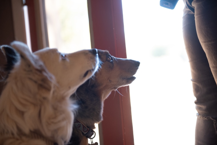 Dogs look up at a handler obediently